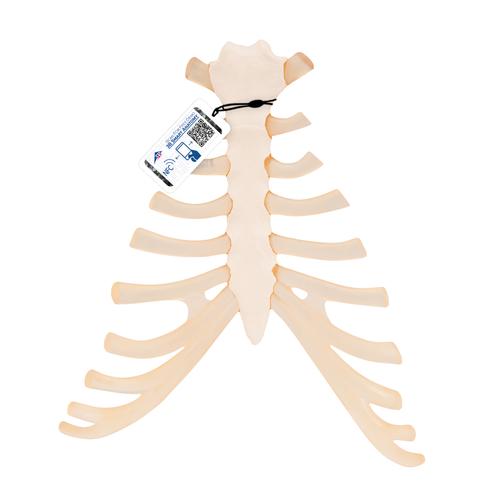 Sternum Cartilage