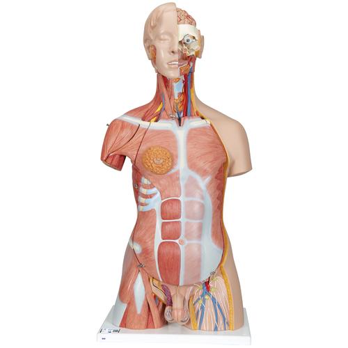 Human Anatomy Torso