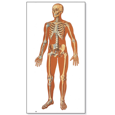 human anatomy chart. V2001M: The Human Skeleton