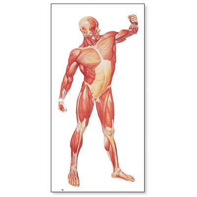 human anatomy chart. V2003U: The Human Musculature