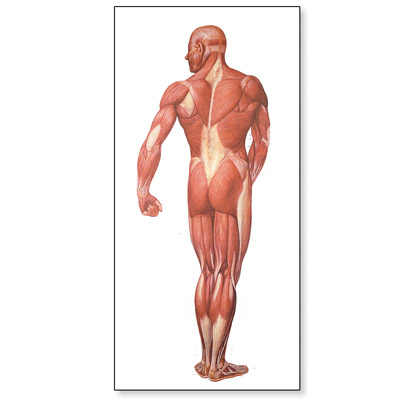 human anatomy chart. V2005U: The Human Musculature