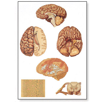 human anatomy chart. V2034M: Human Central Nervous