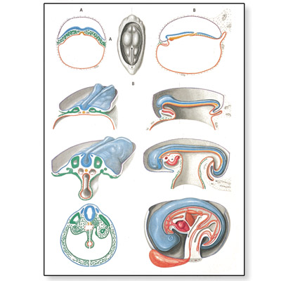 eye embryology