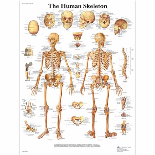 human skeleton labeled. human skeleton labeled.