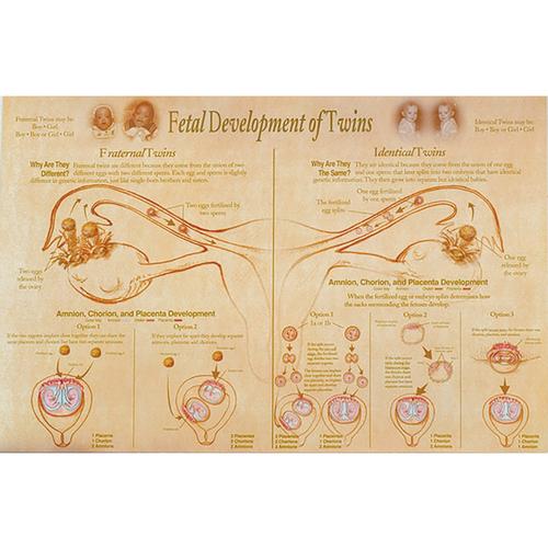 Fetal Development Chart