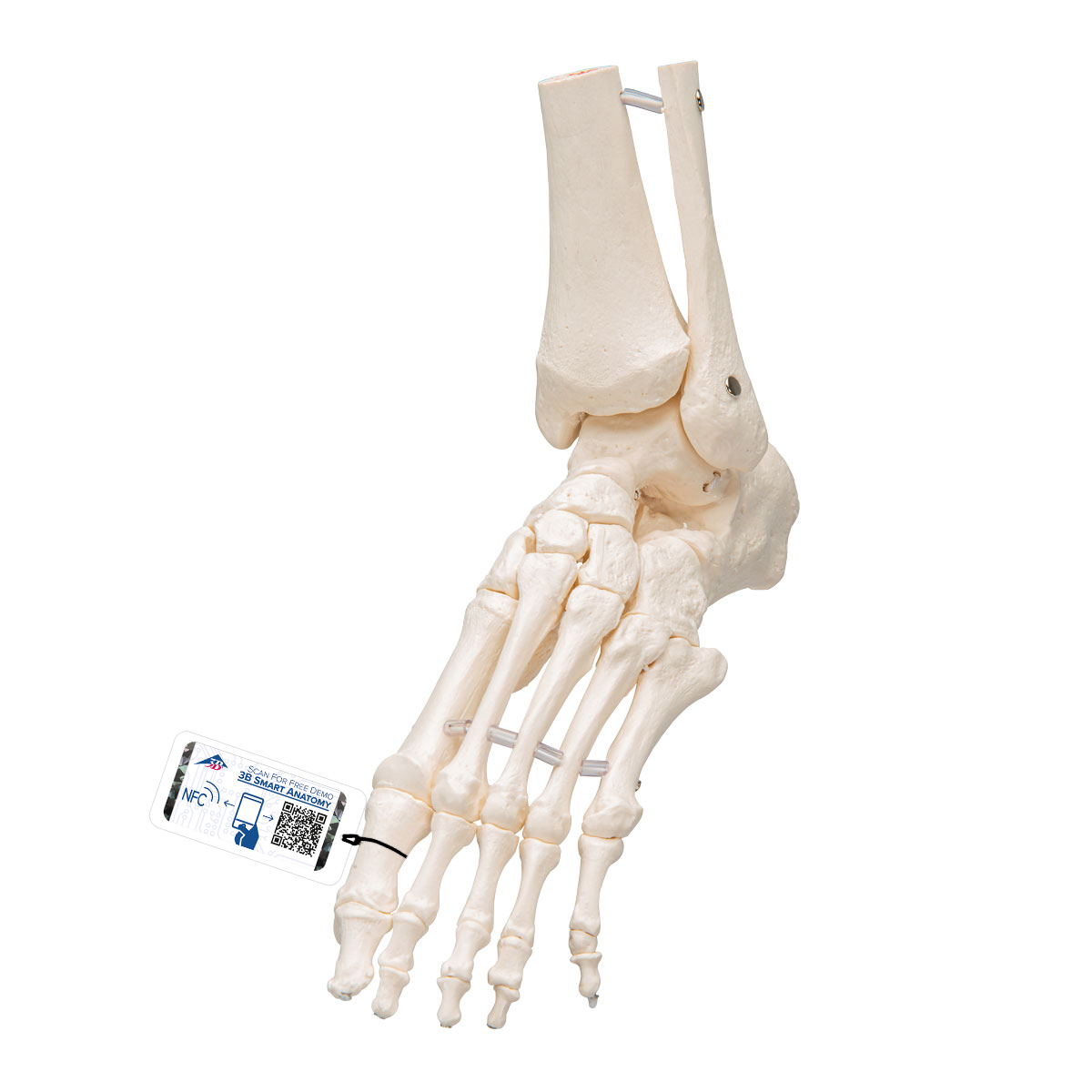 足骨骼,带有可灵活活动的胫骨和腓骨