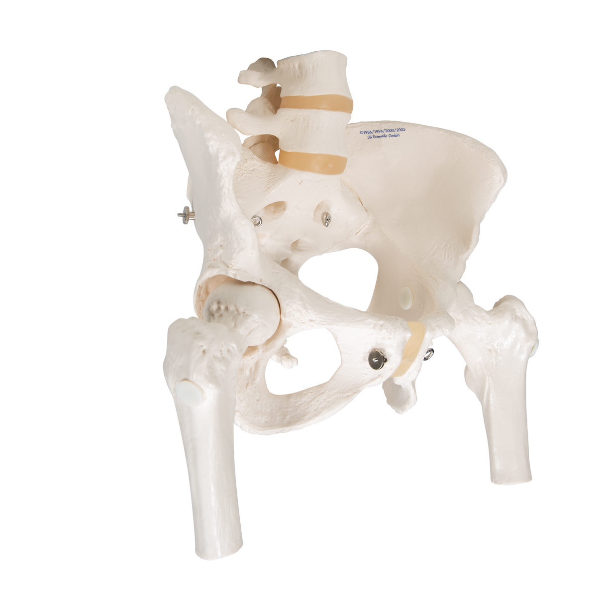 女性骨盆骨骼模型,带可拆卸股骨头 - 3b smart anatomy