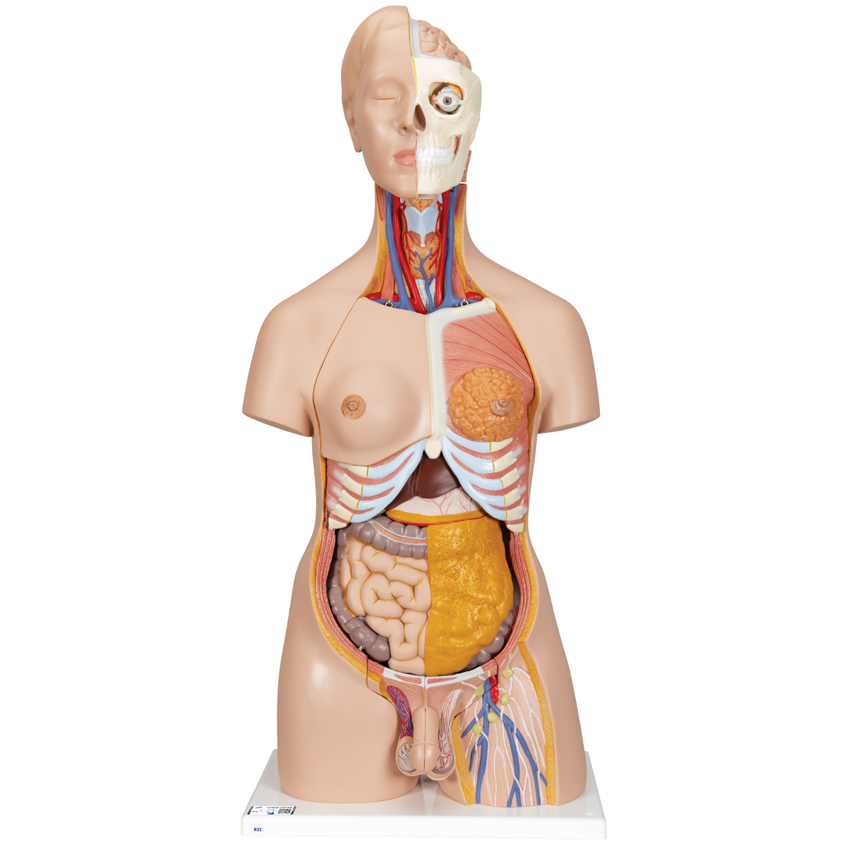 8 Pcs Human Organ Model Mini Body Parts Anatomical Figure Realistic Brain  Heart Lung Liver Stomach Large Intestine Small Intestine Kidney Models