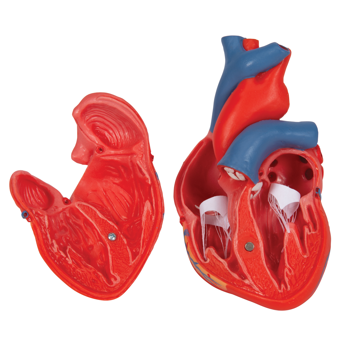 经典心脏模型,2部分 - 3b smart anatomy