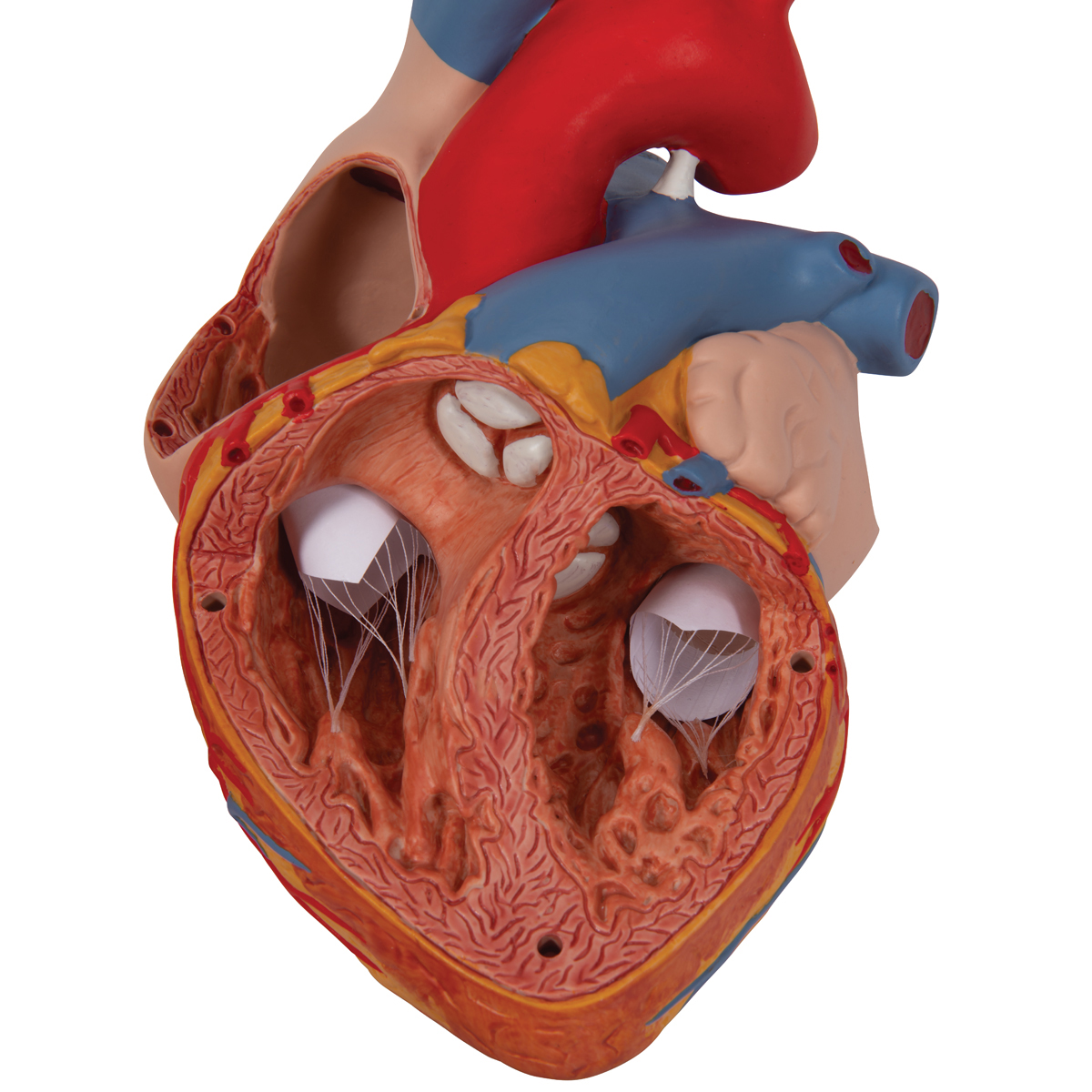 心脏模型,实物的2倍,4部分 - 3b smart anatomy