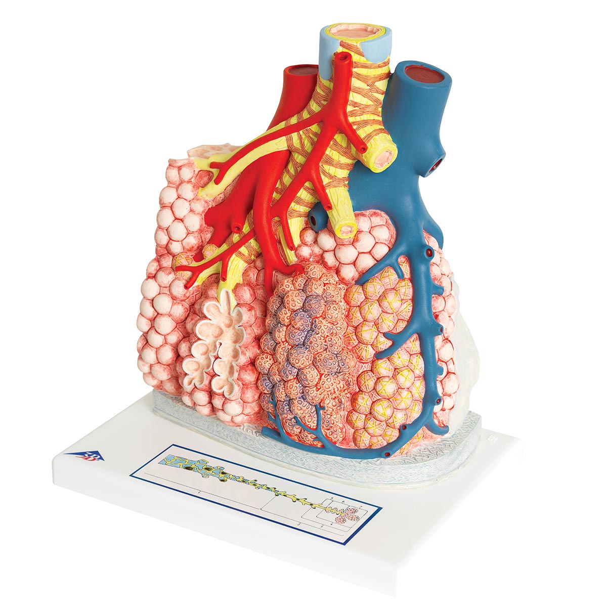 带有周边血管的肺小叶 - 3b smart anatomy