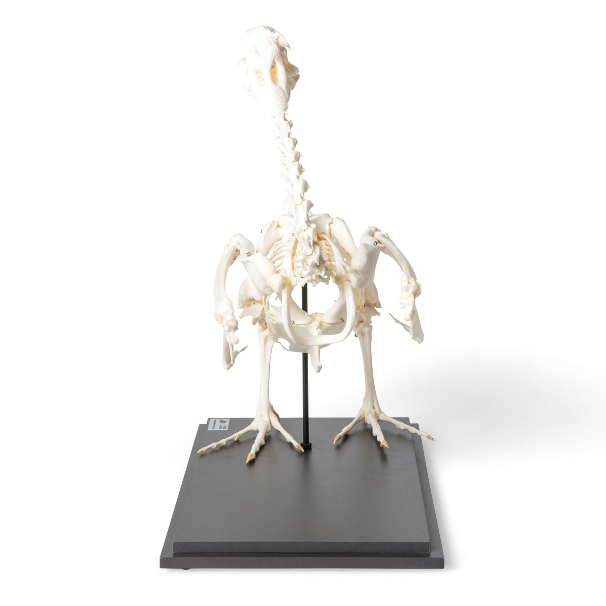 鹅骨架,标本(anser anser domesticus), 1021033 [t300451], 鸟类