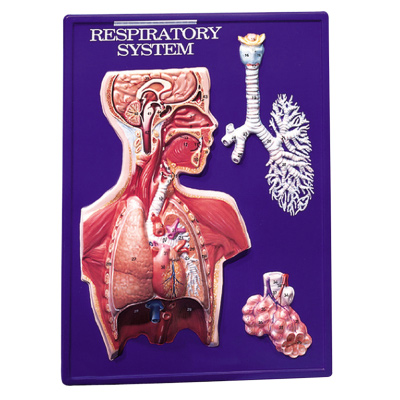 respiratory system activity models