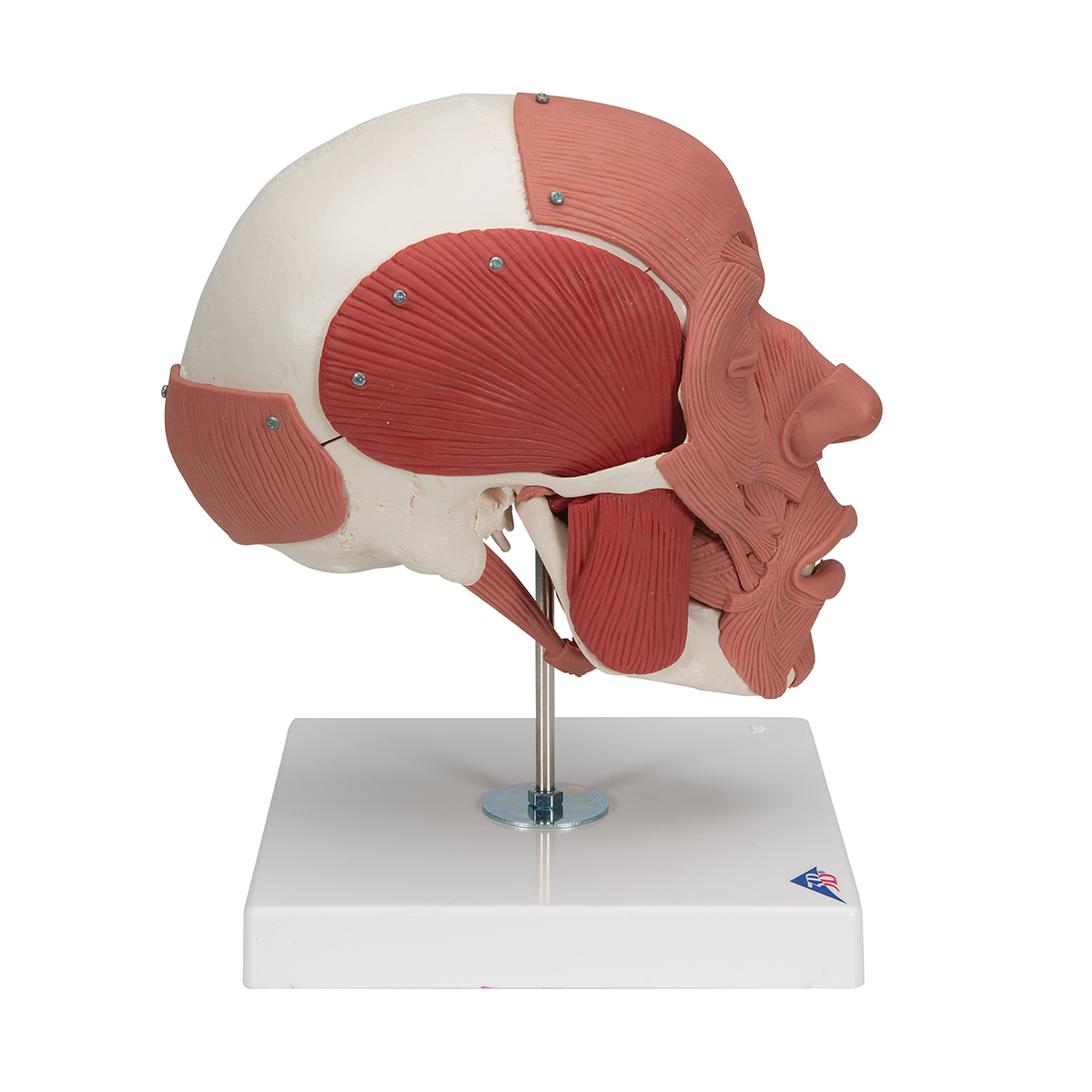 Skull with Facial Muscles 1020181 3B Scientific A300 Anatomical