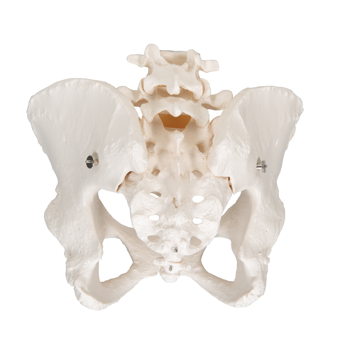 Esqueleto De La Pelvis, Femenino - 3B Smart Anatomy - 1000134 - 3B ...