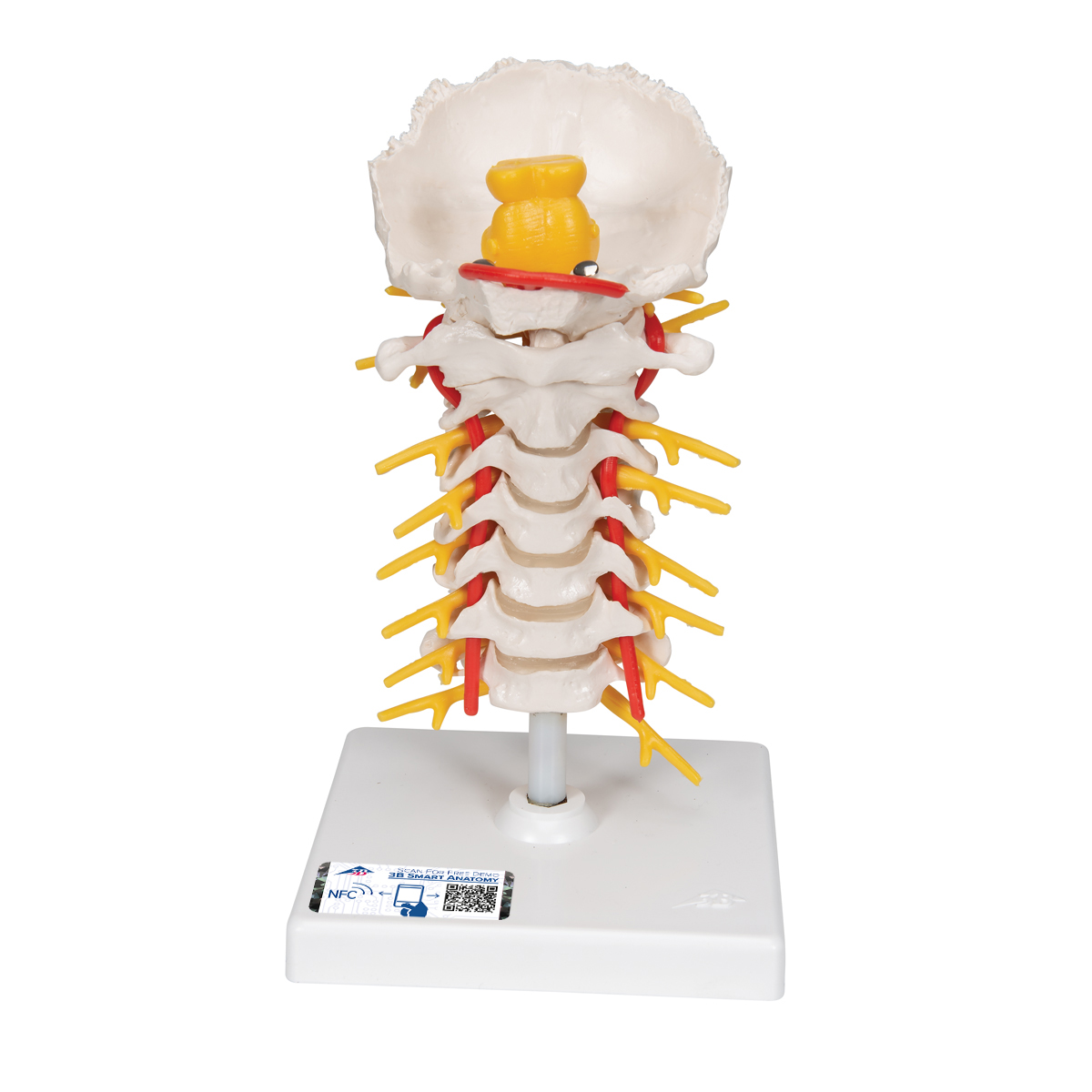 Part Model Of The Skull With Cervical Vertebral Column Hyoid Bone | My ...