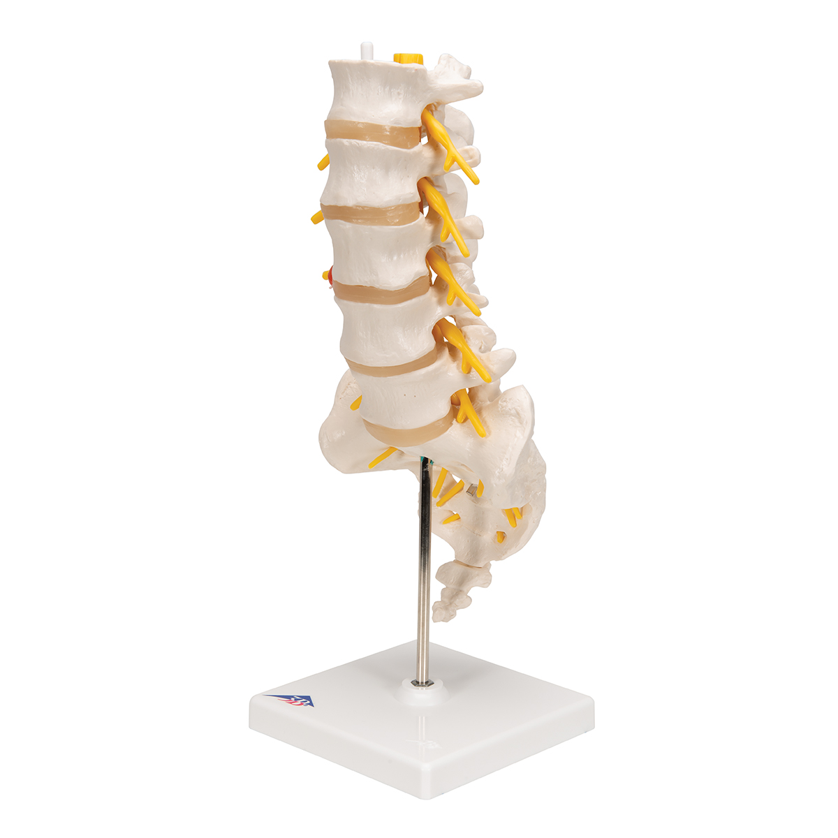 lumbar column