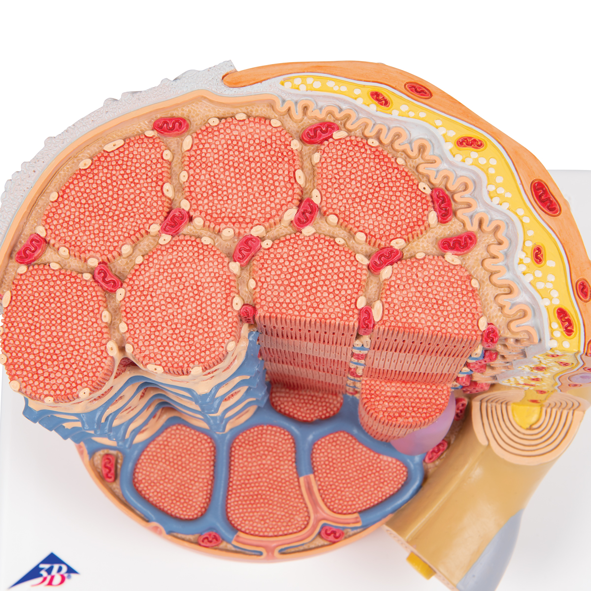 Muscle Fiber Microanatomy