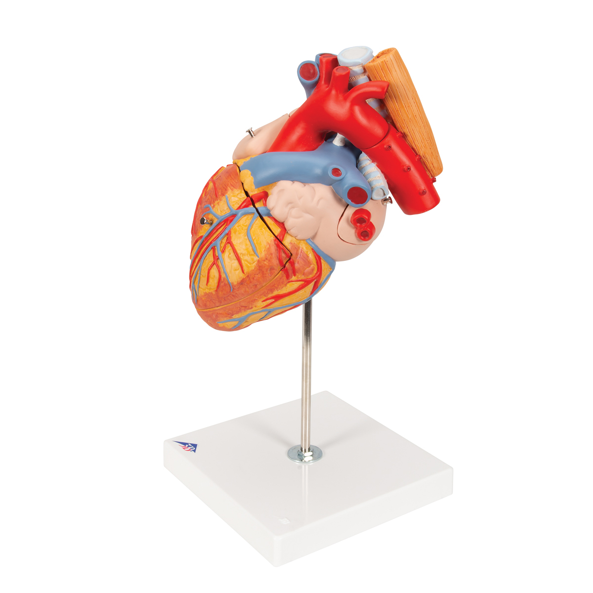 Anatomical Heart Model | Anatomy of the Heart | Heart Model with ...