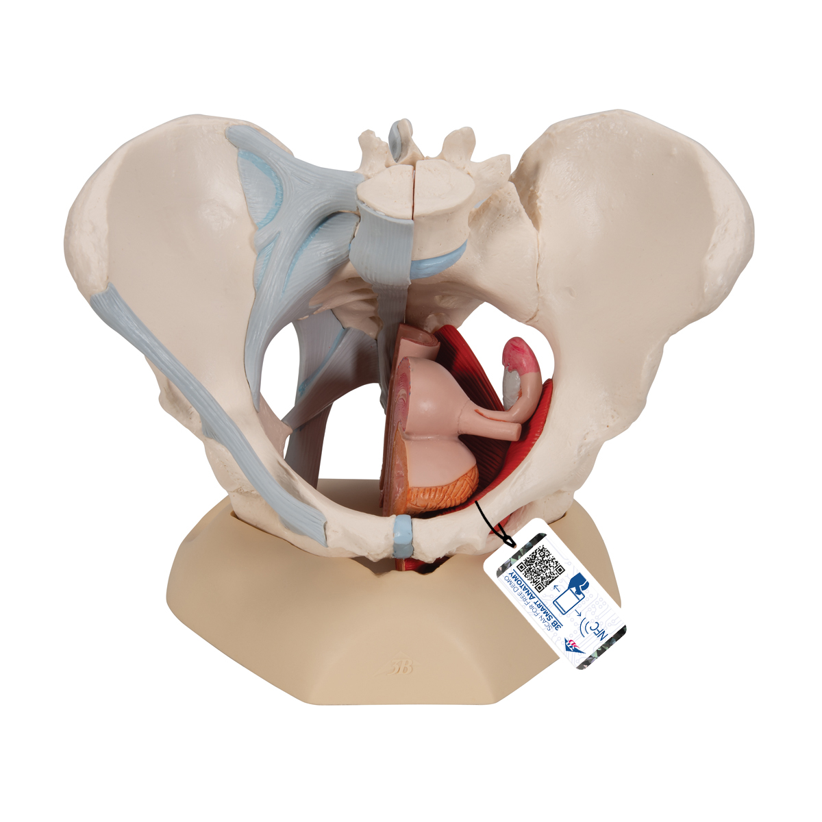 Anatomical Teaching Models Plastic Human Pelvic Models Female Pelvis With Ligaments Pelvic Floor Muscles And Organs