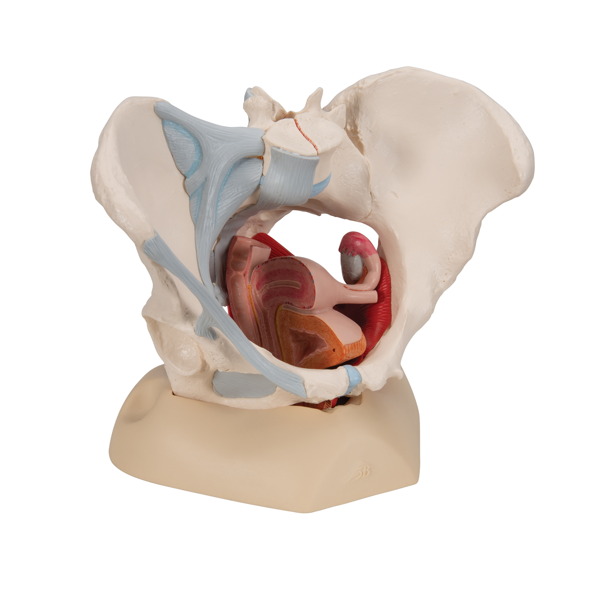 Anatomical Teaching Models Plastic Human Pelvic Models Female Pelvis With Ligaments Pelvic Floor Muscles And Organs