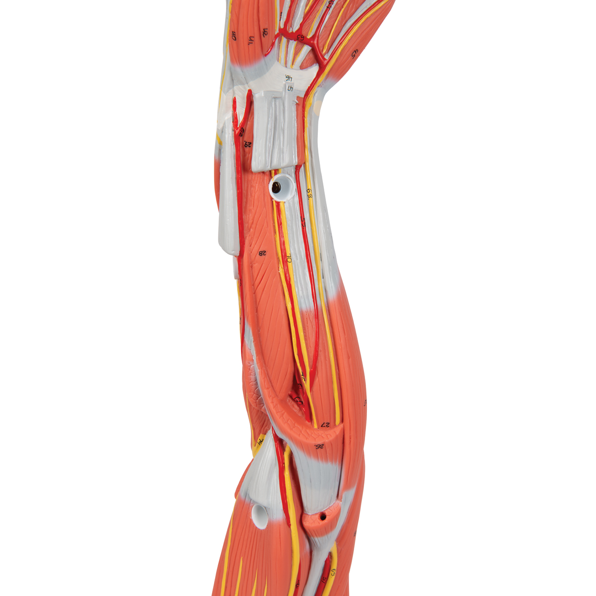 Teach anatomy. Анатомическая модель мышц руки. Макет мышцы руки. Анатомический макет мышц руки. Муляж мышцы руки.