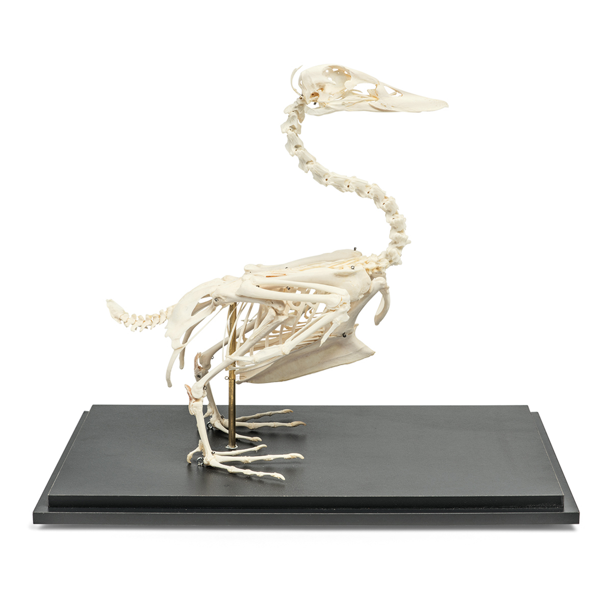 Mallard Duck skeleton (Anas platyrhynchos) - 1002558 - T30035 ...