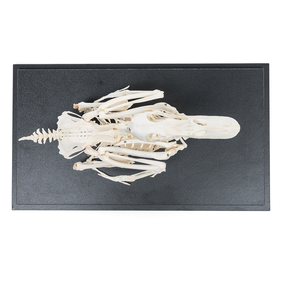 Mallard Duck skeleton (Anas platyrhynchos) - 1002558 - T30035 ...