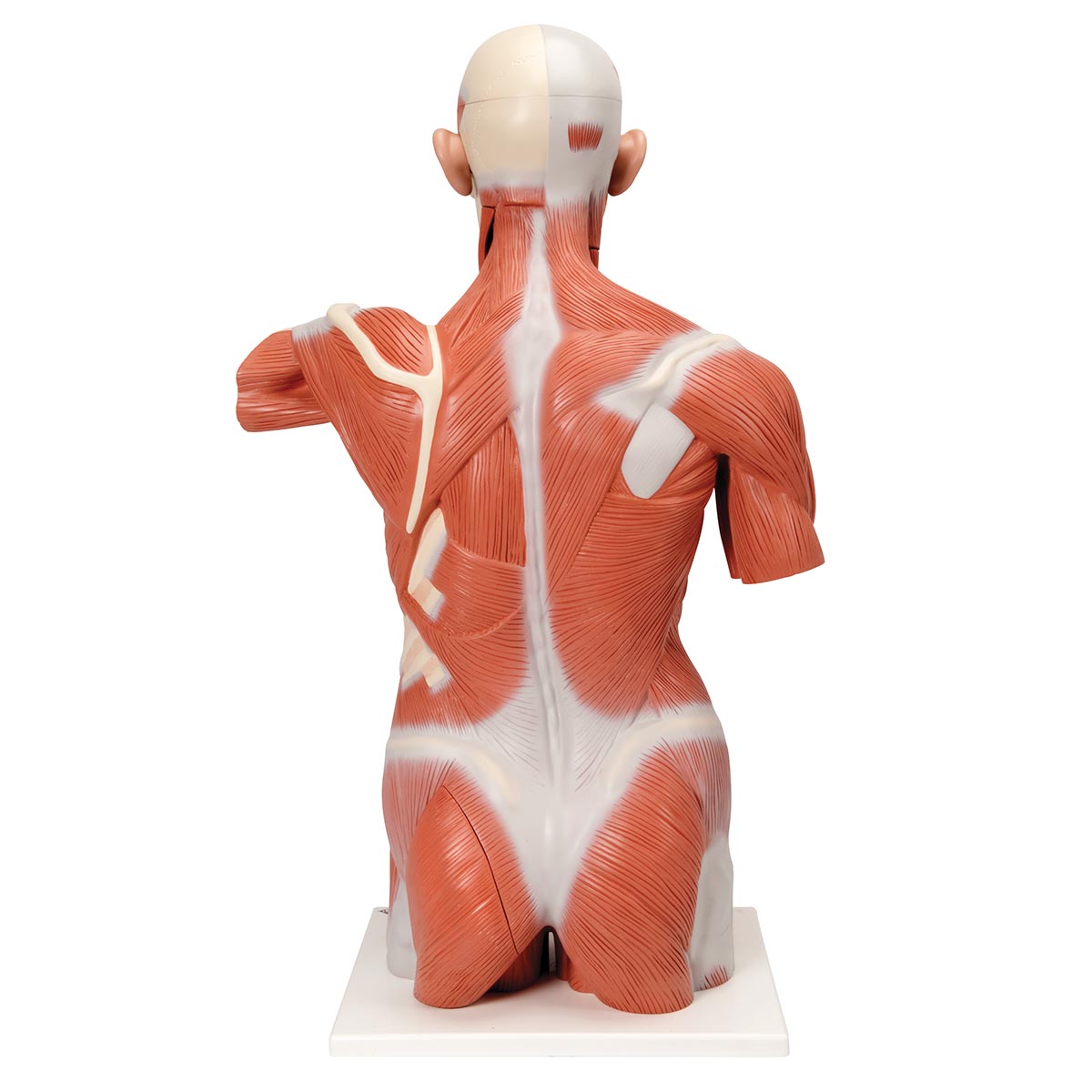 Anatomical Teaching Models Plastic Human Muscle Models Dual Sex