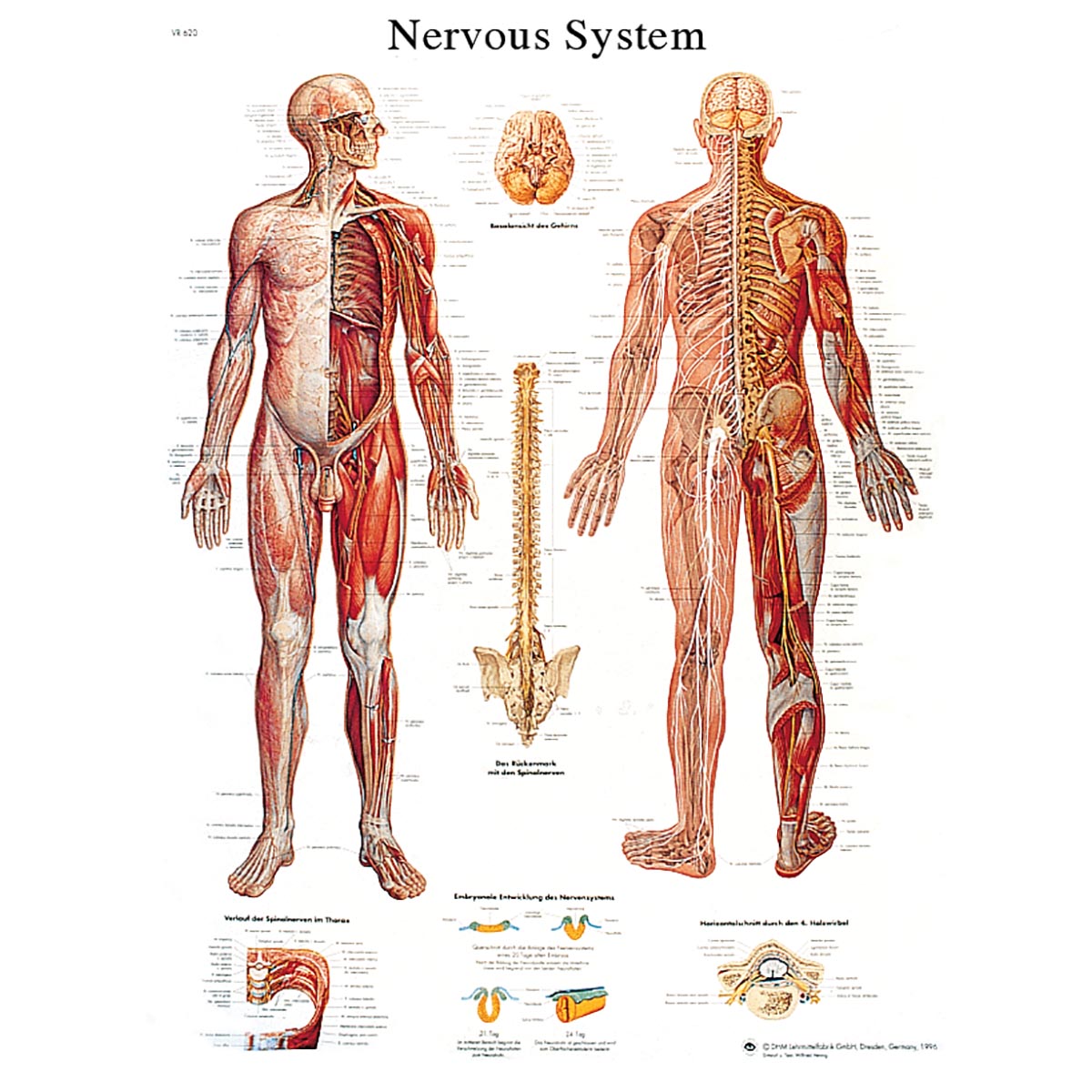 Human Nervous System Chart Human Nervous System Poster Paper