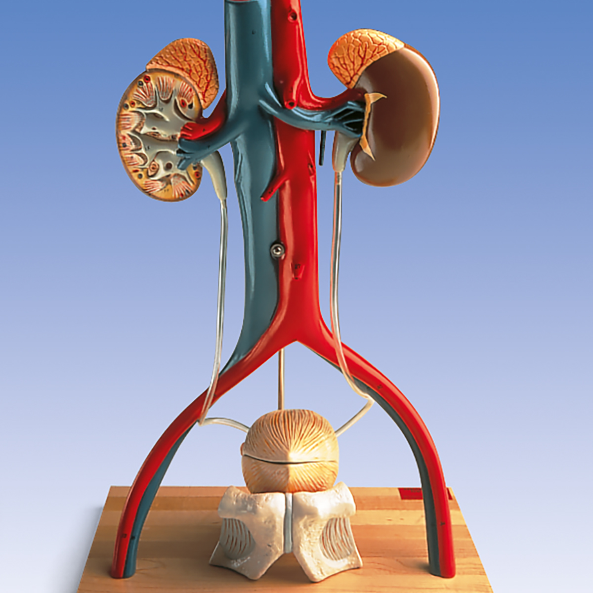 Sistema Urinario Anatomia