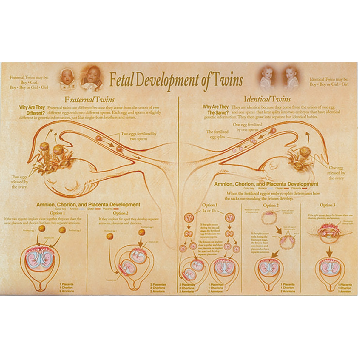 Fetal Development & Presentation of Twins Chart - 1018282 - W43094