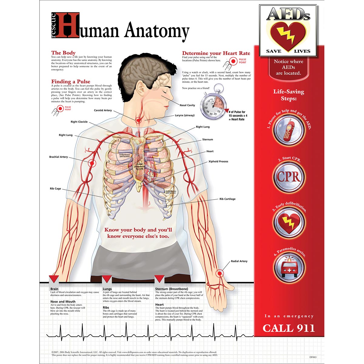 Human Anatomy Chart Laminated W59502 DF003L BLS and CPR